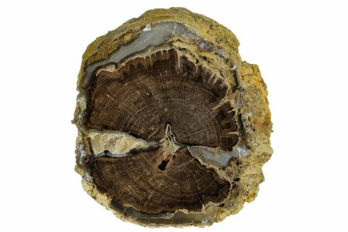 Polished Petrified Wood Limb (Schinoxylon) End-Cut - Wyoming #184827